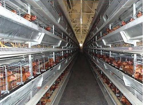 肉鸡笼市场价格,万隆设备养殖设备(图),-产品详情